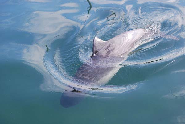 Harbor Porpoise | Phocoena phocoena photo