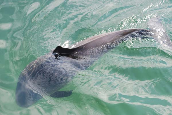 Harbor Porpoise | Phocoena phocoena photo