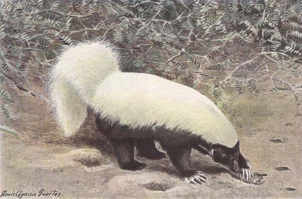 North American Hog-nosed Skunk | Conepatus leuconotus photo