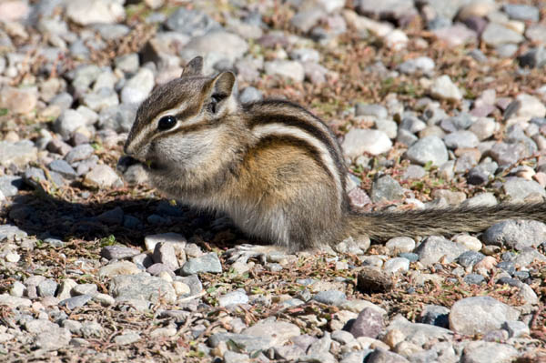 Least Chipmunk | Tamias minimus photo