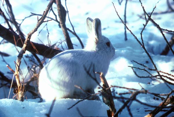 Alaskan Hare | Lepus othus photo