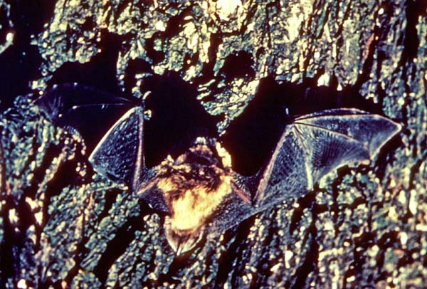 Little Brown Bat | Myotis lucifugus photo