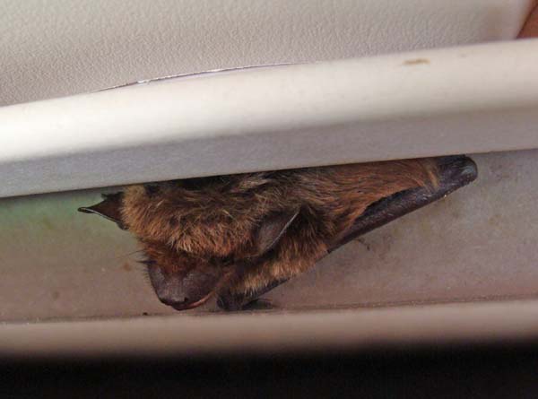 Little Brown Bat | Myotis lucifugus photo