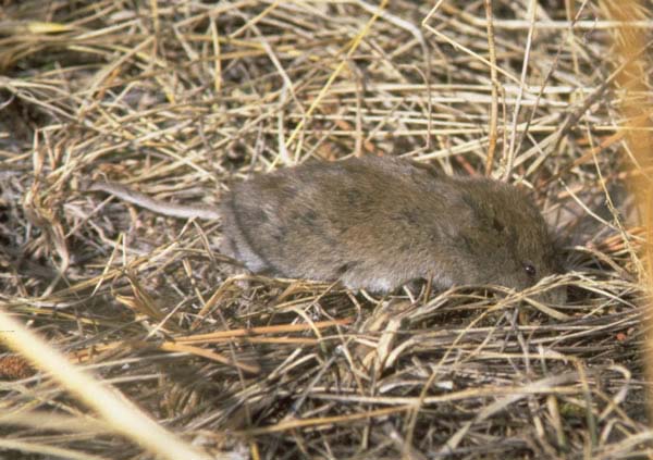 Long-tailed Vole | Microtus longicaudus photo