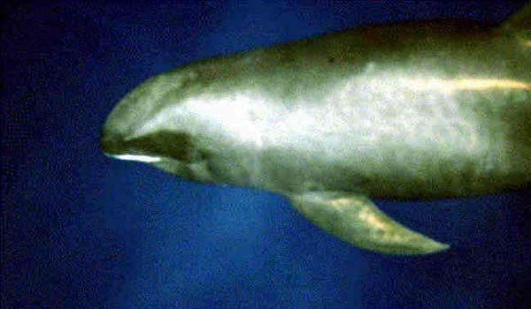 Melon-headed Whale | Peponocephala electra photo