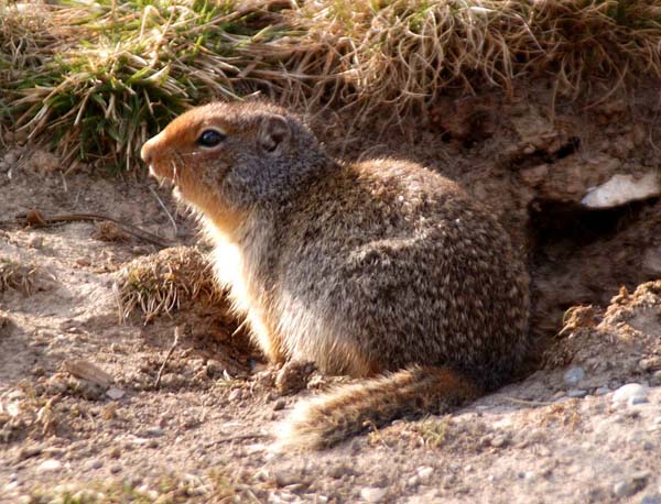 Rock Vole | Microtus chrotorrhinus photo