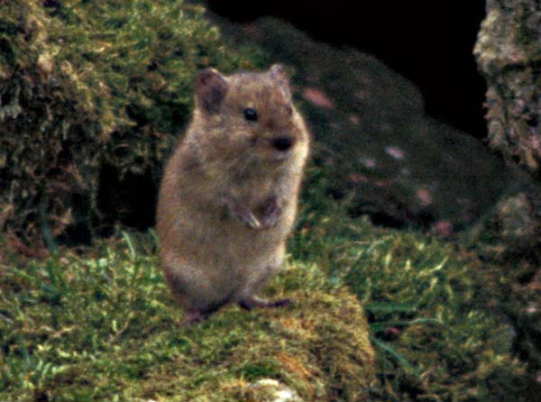 Singing Vole | Microtus miurus photo