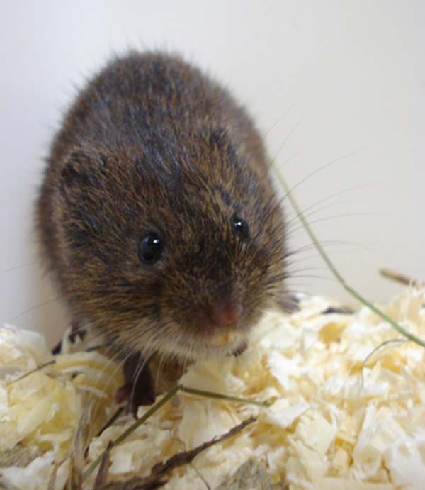 Tundra Vole | Microtus oeconomus photo