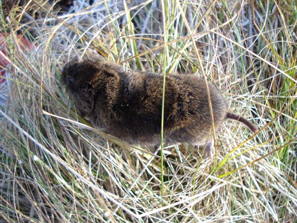 Tundra Vole | Microtus oeconomus photo