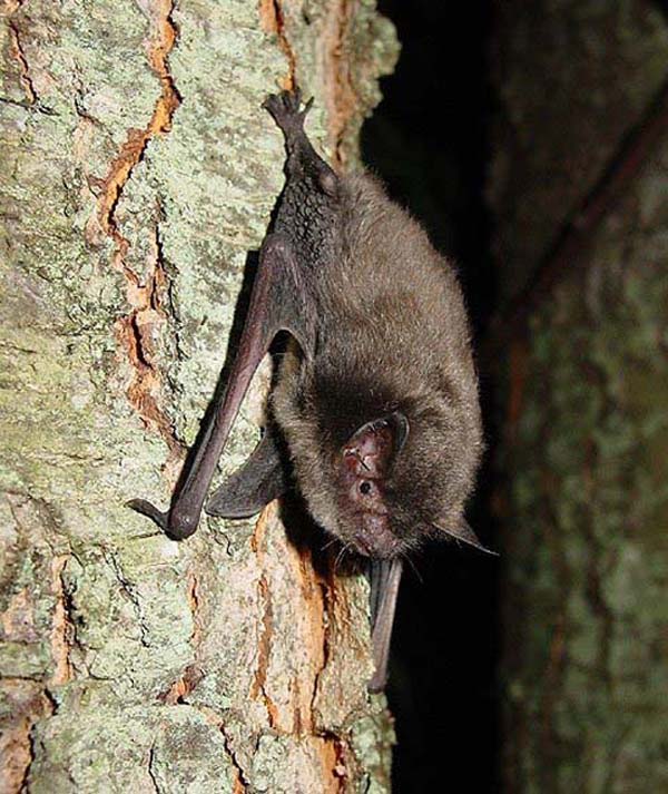 Indiana Bat | Myotis sodalis photo