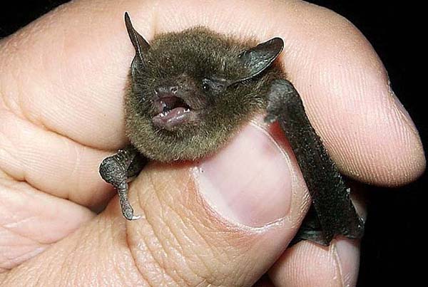 Indiana Bat | Myotis sodalis photo
