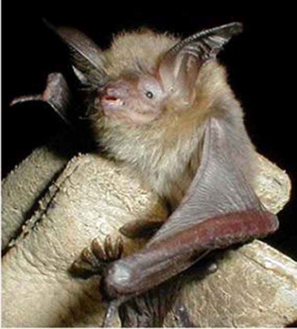 Southwestern Myotis | Myotis auriculus photo