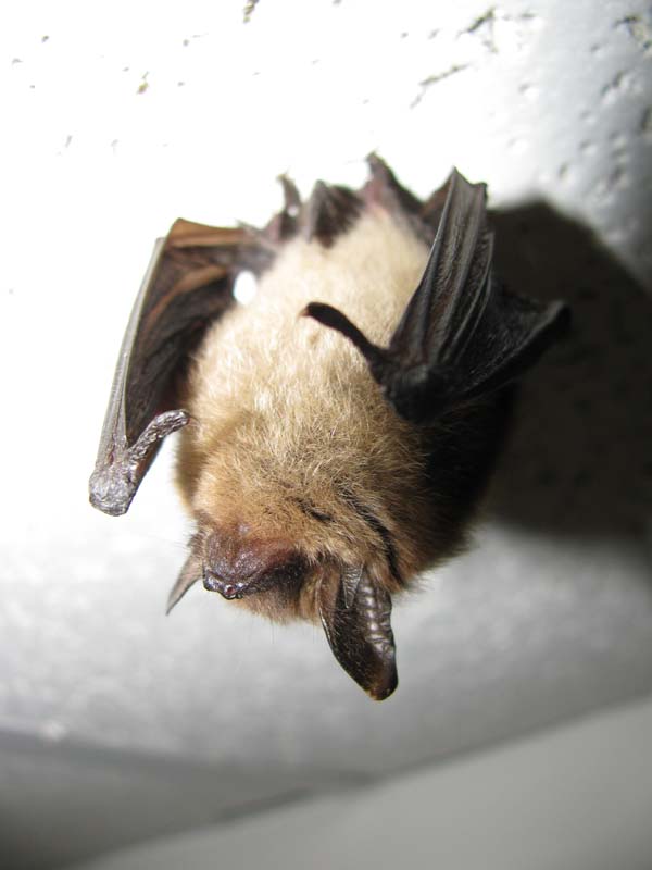 Northern Long-eared Myotis | Myotis septentrionalis photo