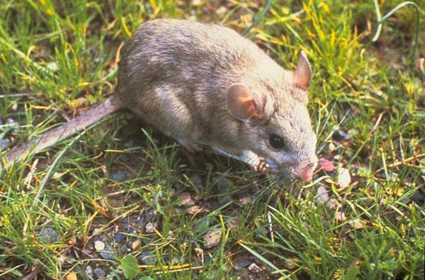 Bushy-tailed Woodrat | Neotoma cinerea photo