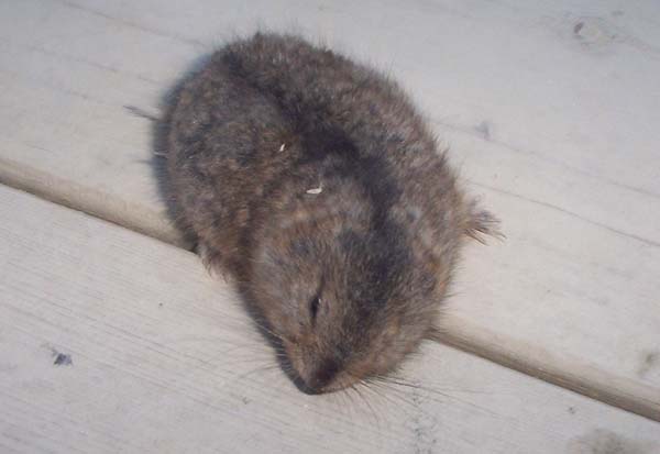 Brown Lemming | Lemmus trimucronatus photo