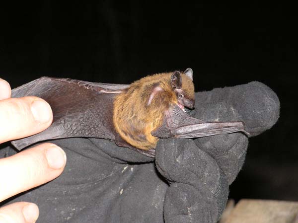 Evening Bat | Nycticeius humeralis photo