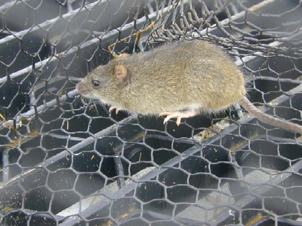 Marsh Rice Rat | Oryzomys palustris photo