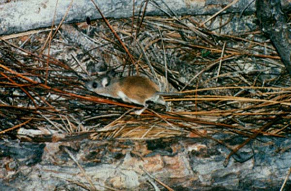 Cotton Mouse | Peromyscus gossypinus photo