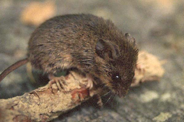 Eastern Harvest Mouse | Reithrodontomys humulis photo