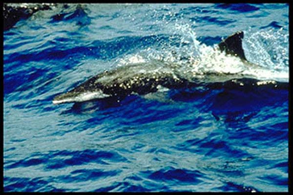 Rough-toothed Dolphin | Steno bredanensis photo