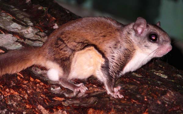 Southern Flying Squirrel | Glaucomys volans photo