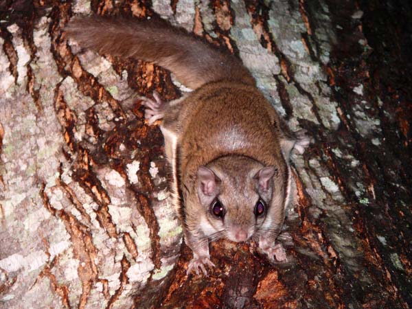 Southern Flying Squirrel | Glaucomys volans photo