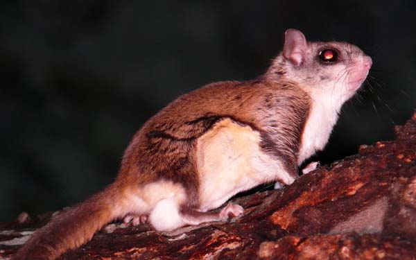 Southern Flying Squirrel | Glaucomys volans photo