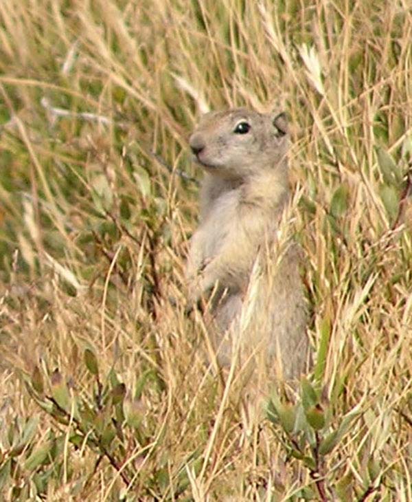 Belding's Ground Squirrel | Spermophilus beldingi photo