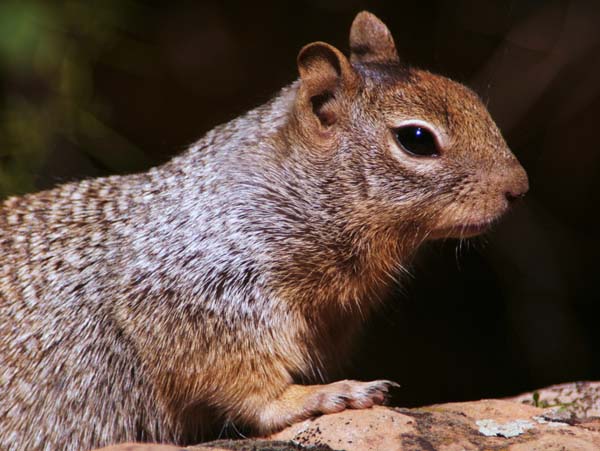 Rock Squirrel | Spermophilus variegatus photo