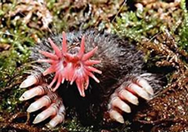 Star-nosed Mole | Condylura cristata photo