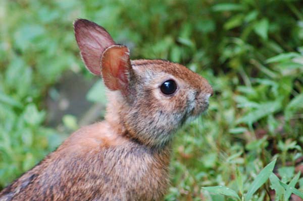 Appalachian Cottontail | Sylvilagus obscurus photo