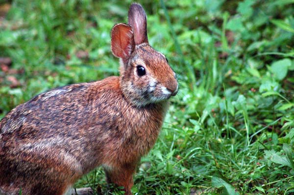 Appalachian Cottontail | Sylvilagus obscurus photo