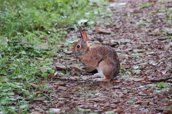 Appalachian Cottontail | Sylvilagus obscurus photo