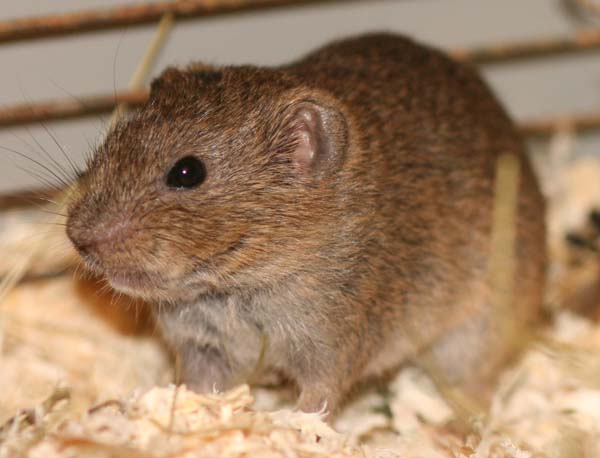 Southern Bog Lemming | Synaptomys cooperi photo