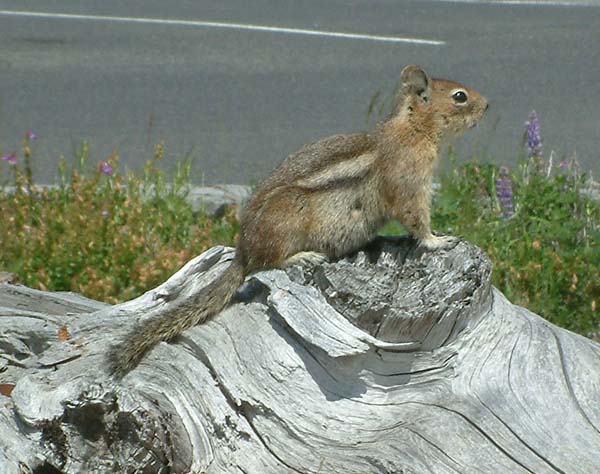 Alpine Chipmunk | Tamias alpinus photo