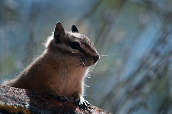 Cliff Chipmunk | Tamias dorsalis photo