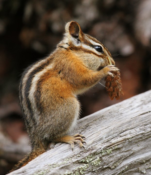 Least Chipmunk | Tamias minimus photo