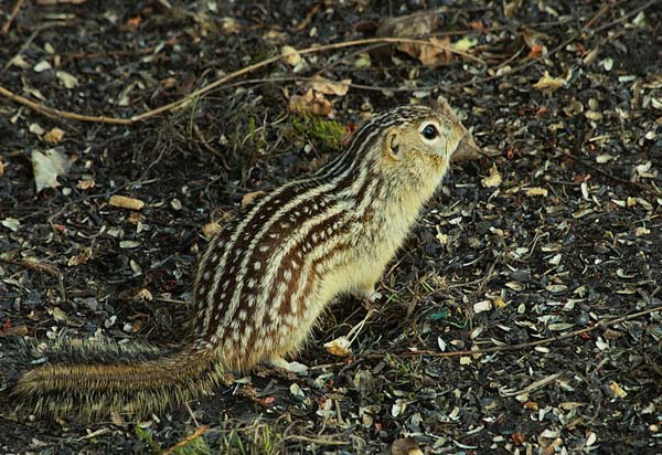 Thirteen-lined Ground Squirrel | Spermophilus tridecemlineatus photo