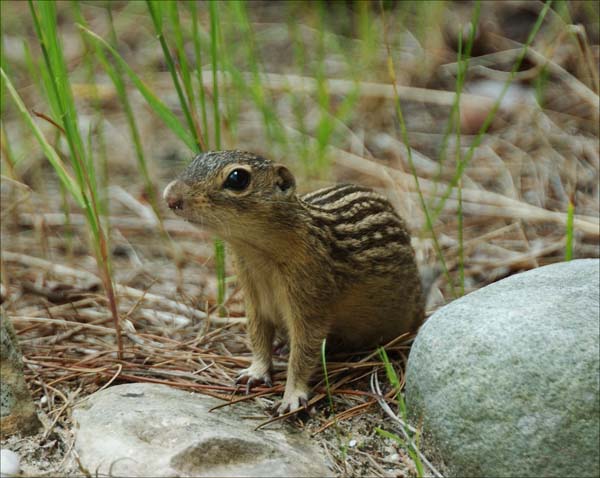 Thirteen-lined Ground Squirrel | Spermophilus tridecemlineatus photo