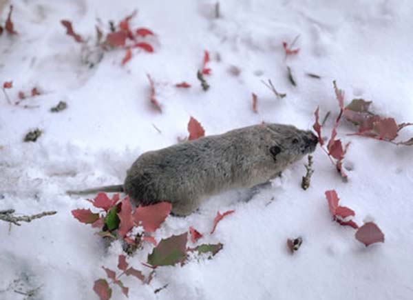 Northern Pocket Gopher | Thomomys talpoides photo