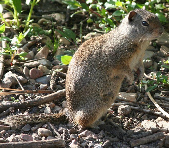 Uinta Ground Squirrel | Spermophilus armatus photo