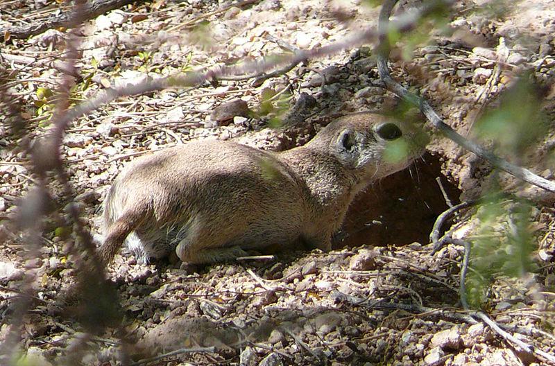 Round-tailed Ground Squirrel | Spermophilus tereticaudus photo