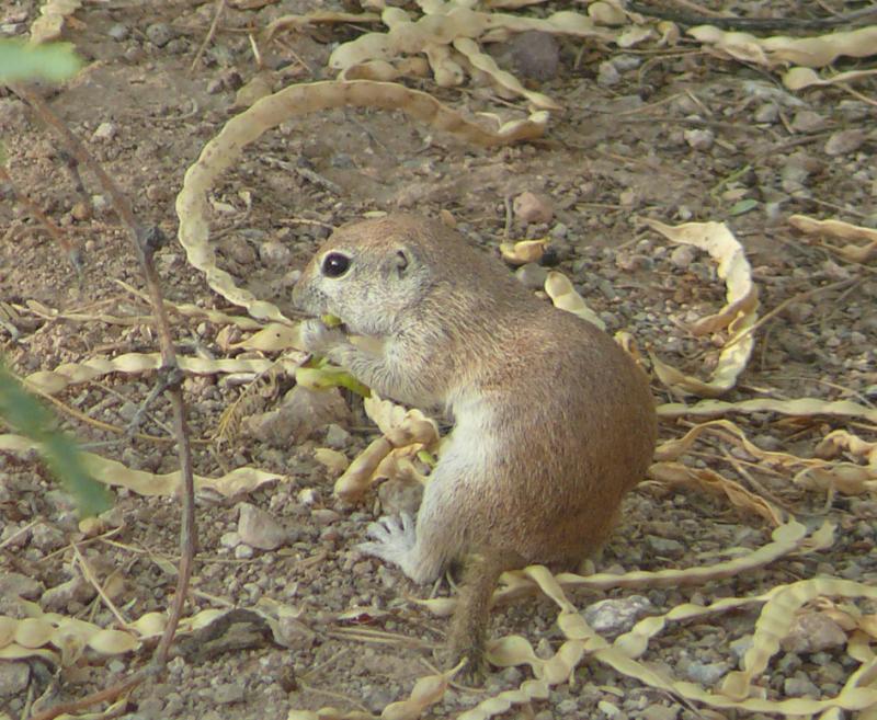 Round-tailed Ground Squirrel | Spermophilus tereticaudus photo