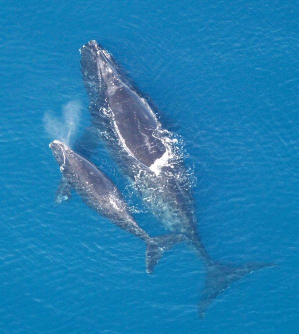 North Atlantic Right Whale | Eubalaena glacialis photo