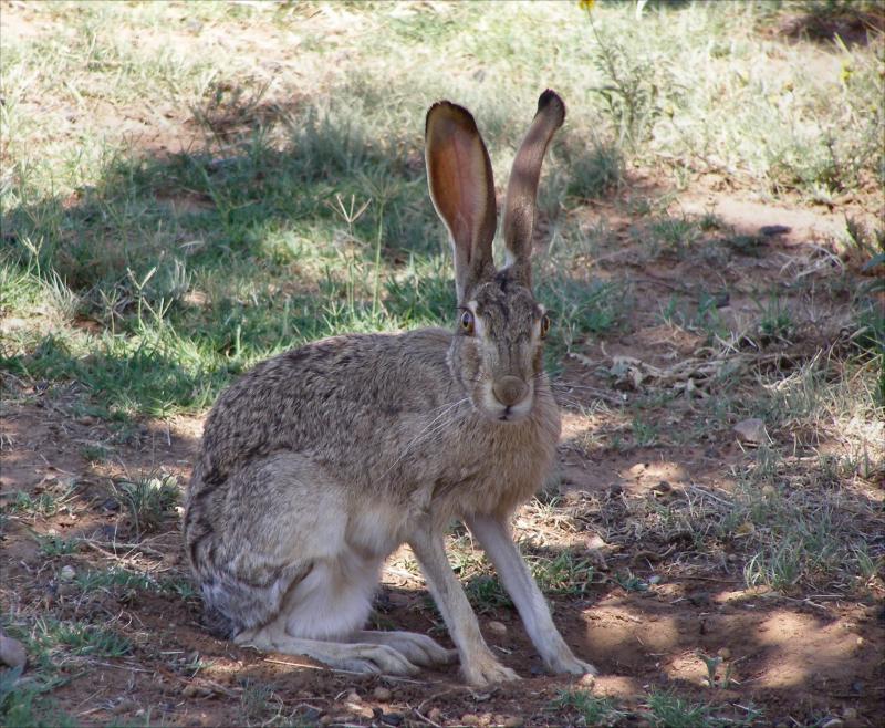 Black-tailed Jackrabbit | Lepus californicus photo