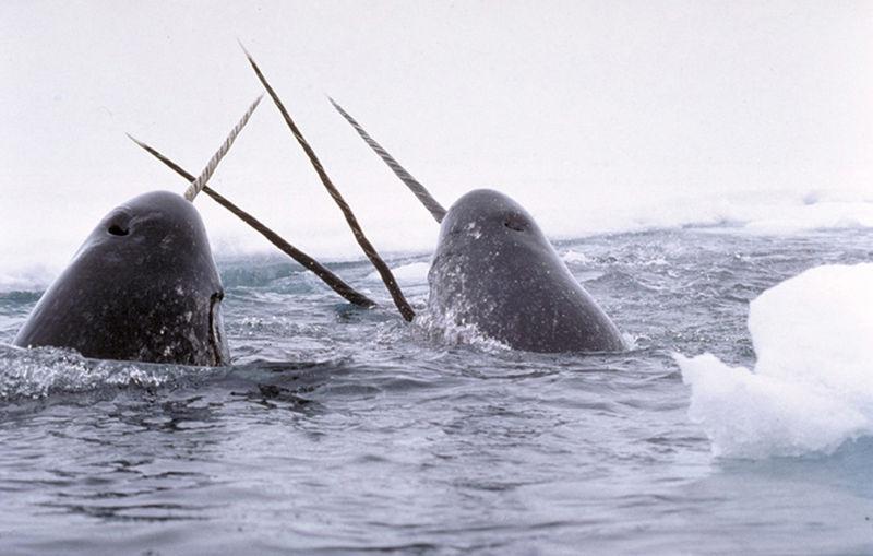 Narwhal | Monodon monocerus photo