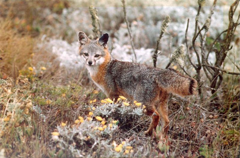 Island Gray Fox | Urocyon littoralis photo