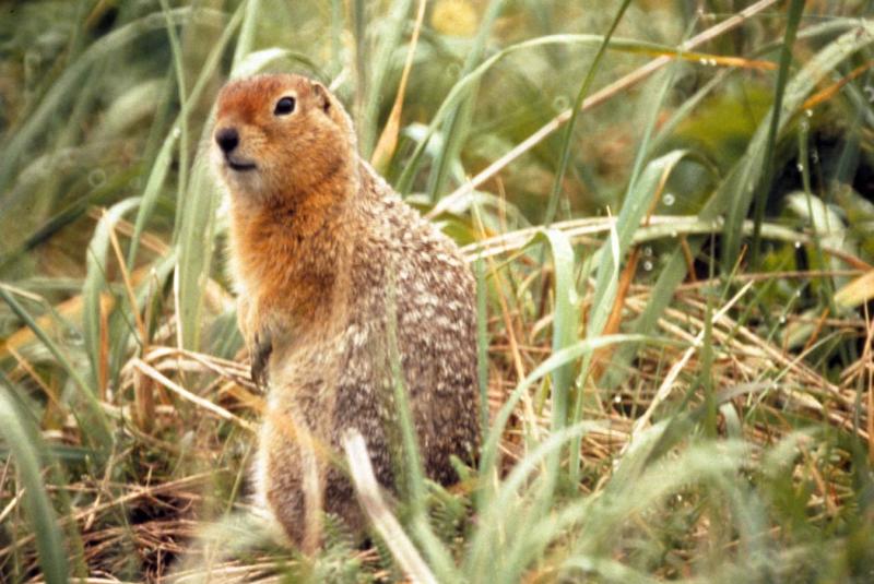 Arctic Ground Squirrel | Spermophilus parryii photo