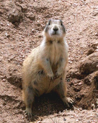 White-tailed Prairie Dog | Cynomys leucurus photo