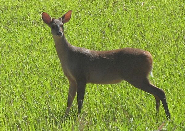 Red Brocket | Mazama americana photo